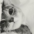 ★雅各布★