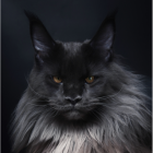 猫青衫
