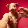 Big pig.